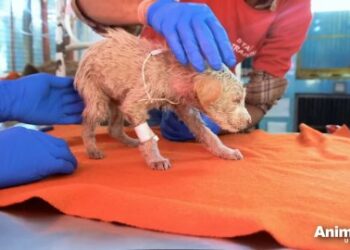 7 Miraculous Ways a Puppy Rescue Saved a Cold Life