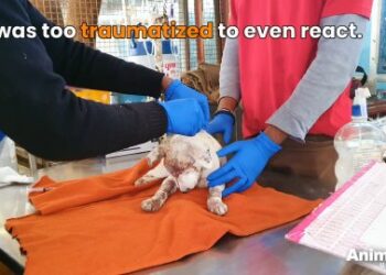 1 Amazing Transformation: Rescuing Banny from a Traumatic Situation