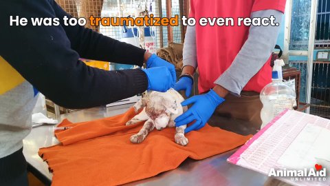 1 Amazing Transformation: Rescuing Banny from a Traumatic Situation