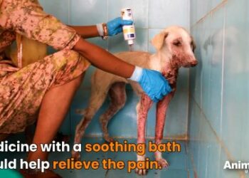 7 Incredible Stages of Snow Pea’s Skin Infection Recovery