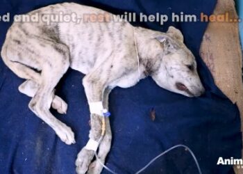5 Miraculous Steps: A Rescued Puppy Finds New Hope