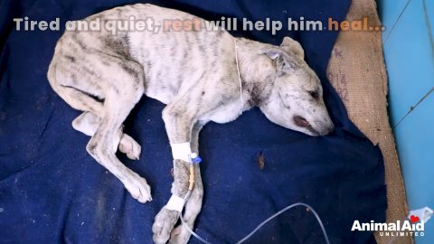 5 Miraculous Steps: A Rescued Puppy Finds New Hope
