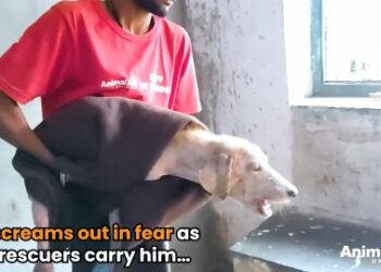 5 Powerful Reasons This Scared Dog Rescue Will Melt Your Heart